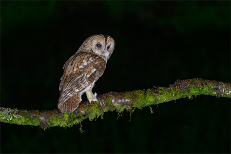 Tawny Owl