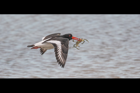 Oystercatcher With Green Crab