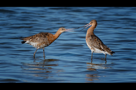 Feuding Black Tailed Godwits