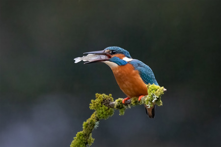 Kingfisher Eye To Eye