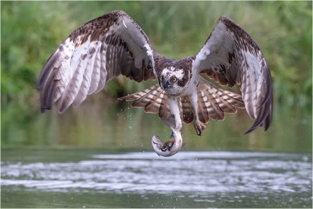 Osprey With Catch