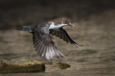 Dipper Carrying Insects