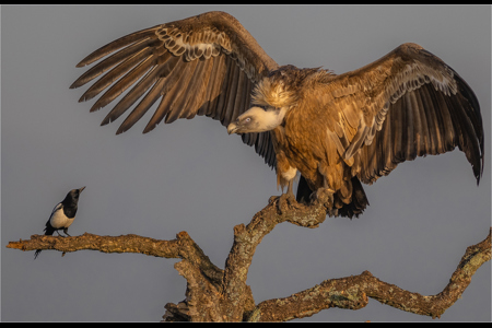 Griffon Vulture Magpie Confrontation