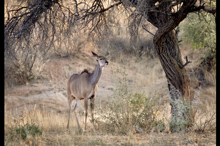 Young Kudu, Namibia