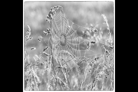 Cobweb