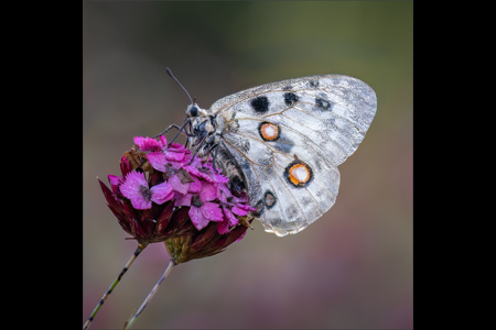 Dew Soaked Apollo On Dianthus