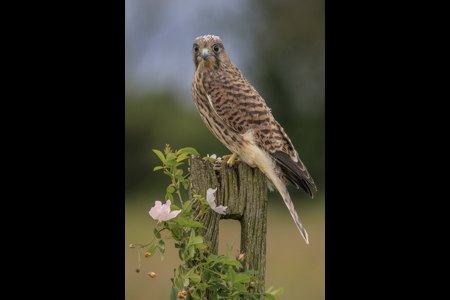 Fledgling Kestrel