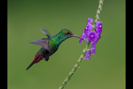 Rufous Tailed Hummingbird