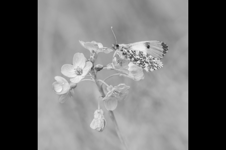 Orange Tip On Cuckoo Flower