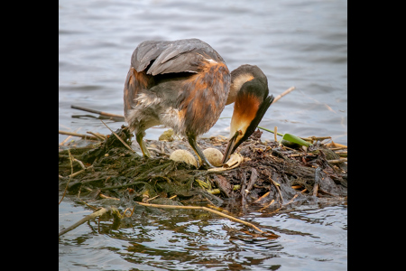 Grebe Turning Eggs In Nest