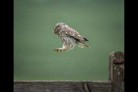 Jumping Little Owl