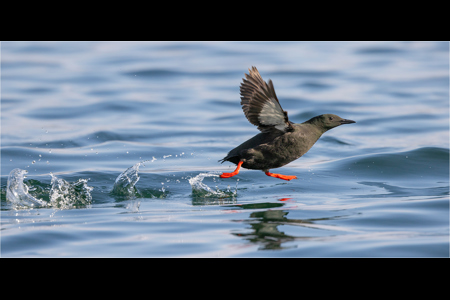 Black Guillemot Taking Flight