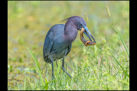 Little Blue Heron & Snake