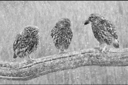 Three Little Owls And A Mouse