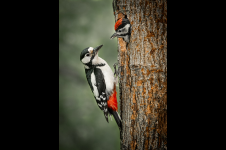 Greater Spotted Woodpecker Feeding Chick