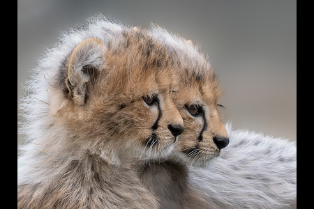 Cheetah Cubs