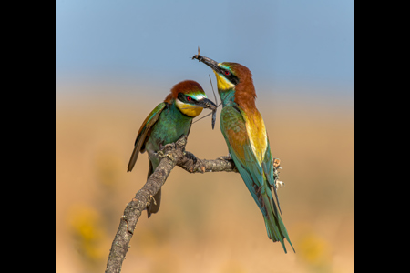 Bee-Eaters