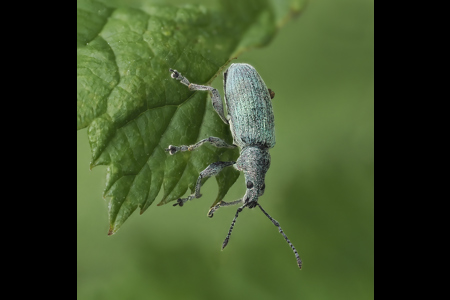 Blue Weevil