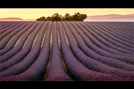 Evening Sun On The Lavender Field