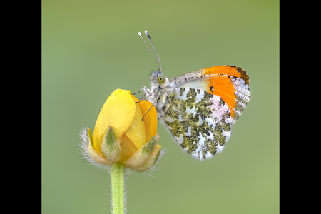 Orange Tip Butterfly On Buttercup