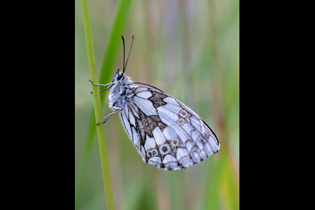 Marbled White