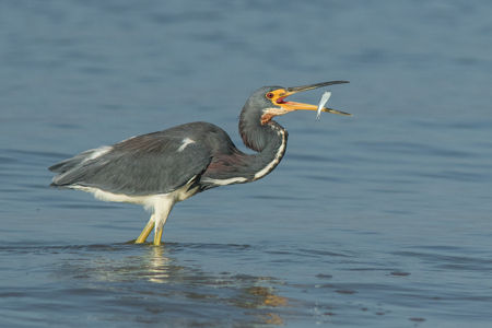 Tricoloured Heron