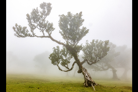 Misty Forest, Madiera