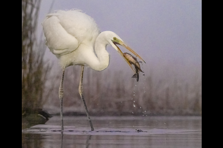 Great Egret With Fish