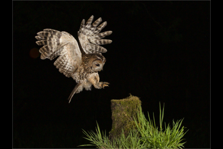 Tawny Owl