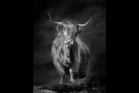 Heilan Coo