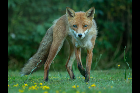 Fox Cub Stare