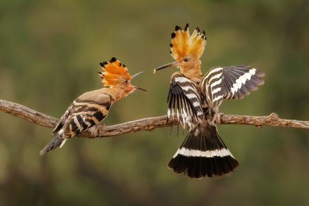 Hoopoe Feeding Young