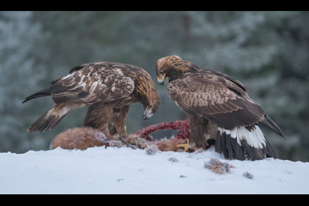 2 Golden Eagles