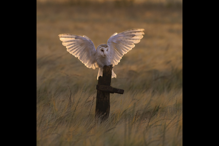 Barn Owl Back Lit At Dusk