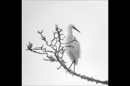 Little Egret