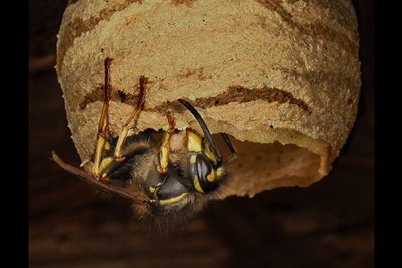 Wasp Building Nest