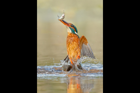 Kingfisher Emerging