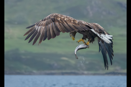 White Tailed Sea Eagle Checking His Catch