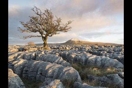 Lone Tree, Twistleton Scar