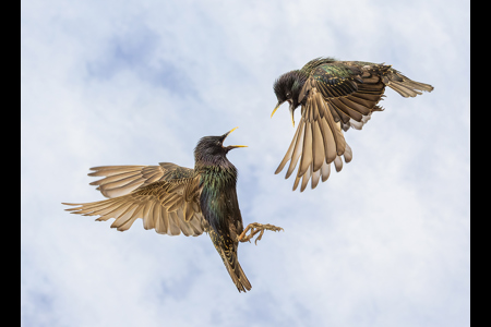 Starling Squabble