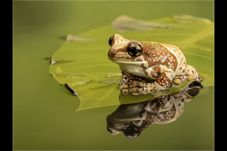 Amazon Milk Frog