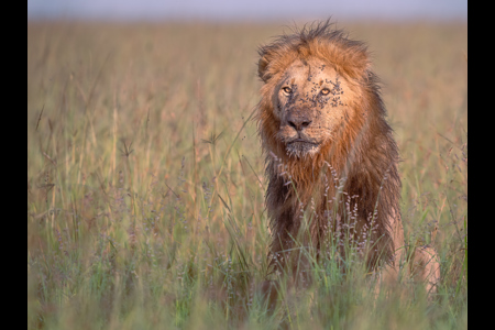 Male Lion, Masai Mara