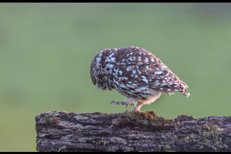 Little Owl Searching For Food