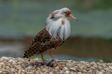 Non Breeding Male Ruff (Peripheral)