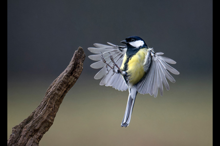 Great Tit Landing