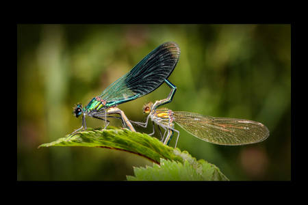 Damselflies Mating