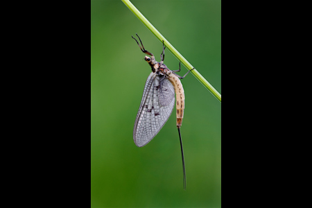 Mayfly, Ephemera Danica