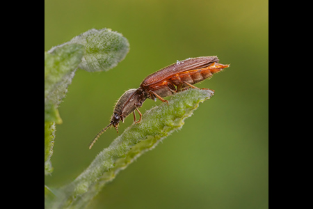 Click Beetle