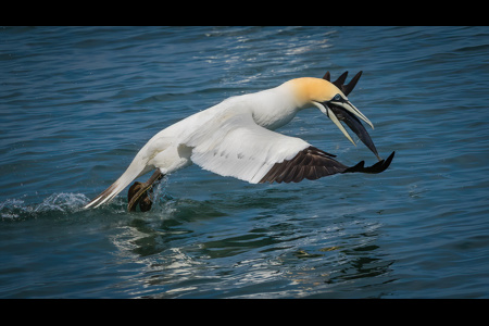 Gannet Feeding.