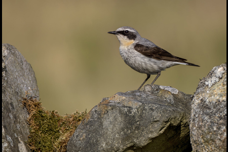 Northern Wheatear